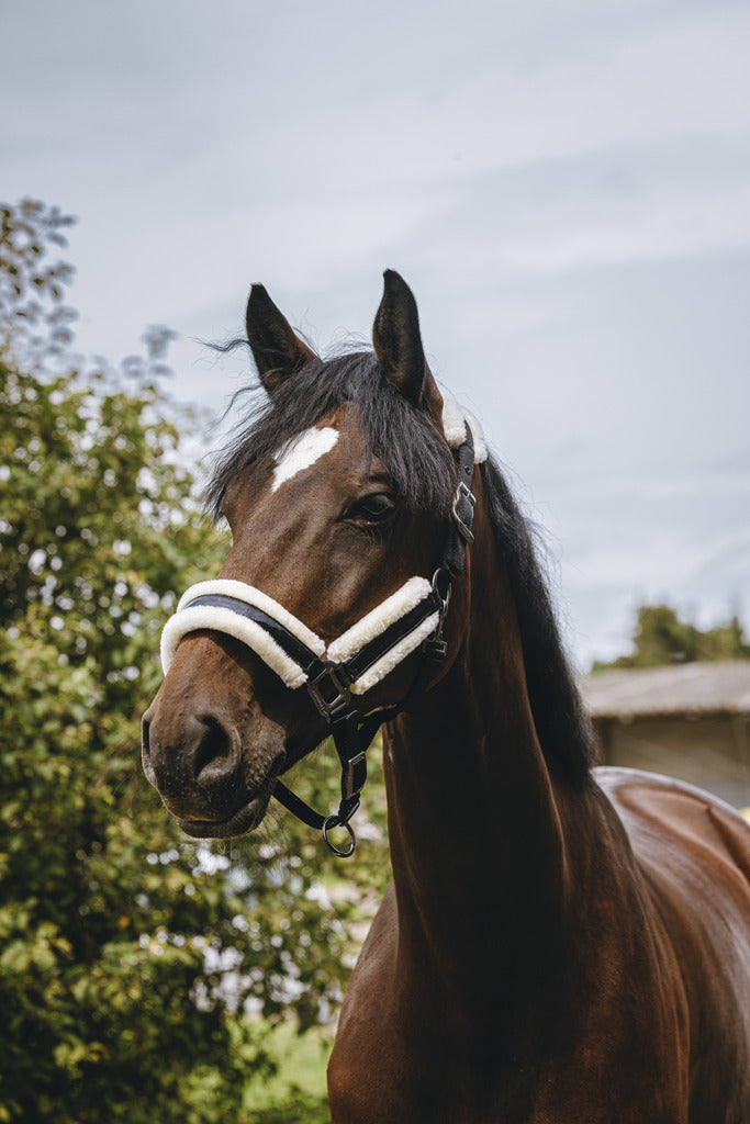 Licol nylon pour chevaux | Sellerie en ligne Licol nylon pour chevaux | Sellerie en ligne