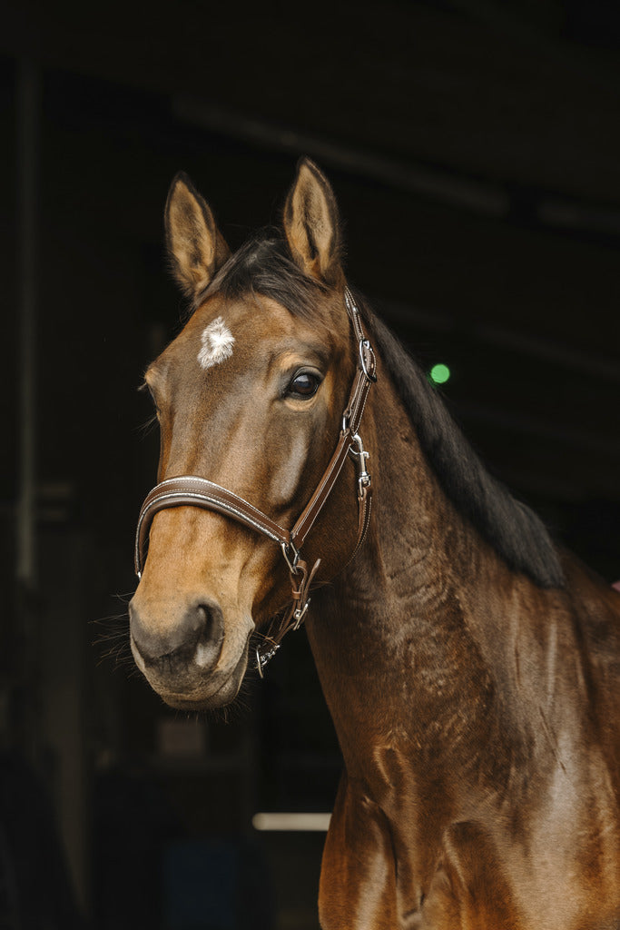 Rock Leather Halter - Norton