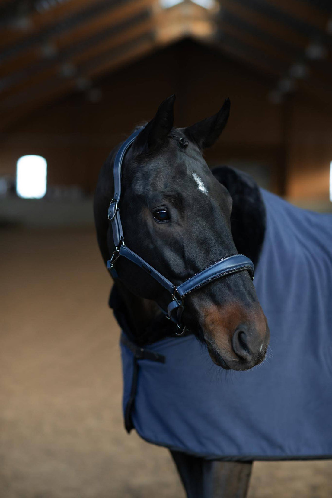Harry's Horse Licol En Cuir Finesse Crystal - Noir, Taille Cob