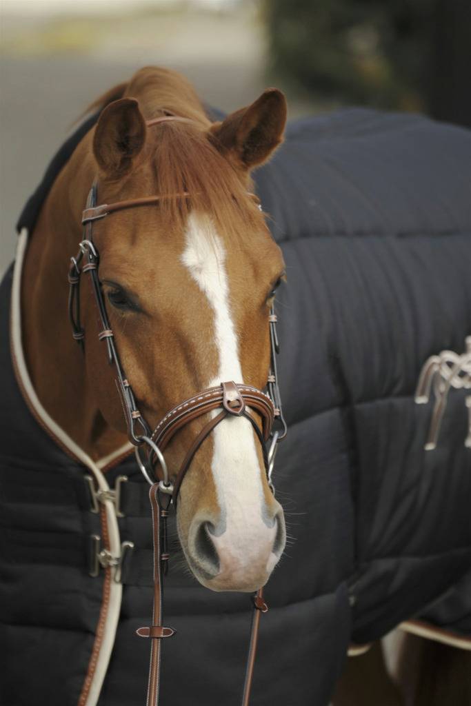 Sellier Point Bridle - PENELOPE COLLECTION