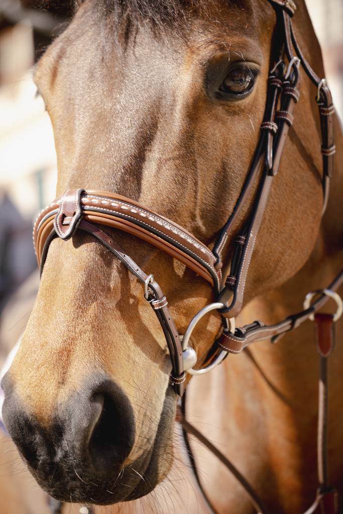 Sellier Point Bridle - PENELOPE COLLECTION