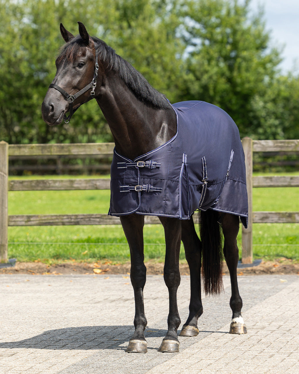 Chemise coton Basic - QHP