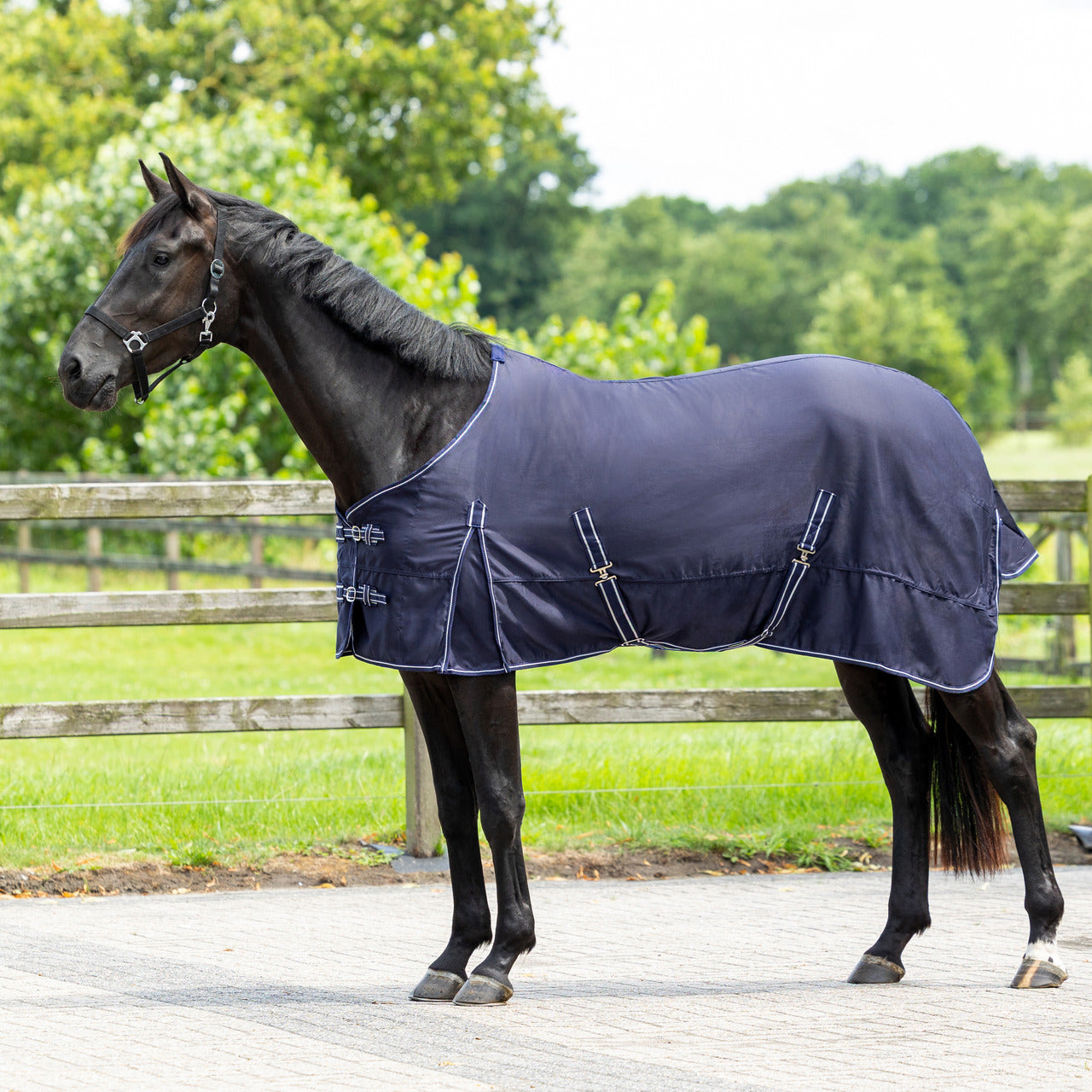 Chemise coton Basic - QHP