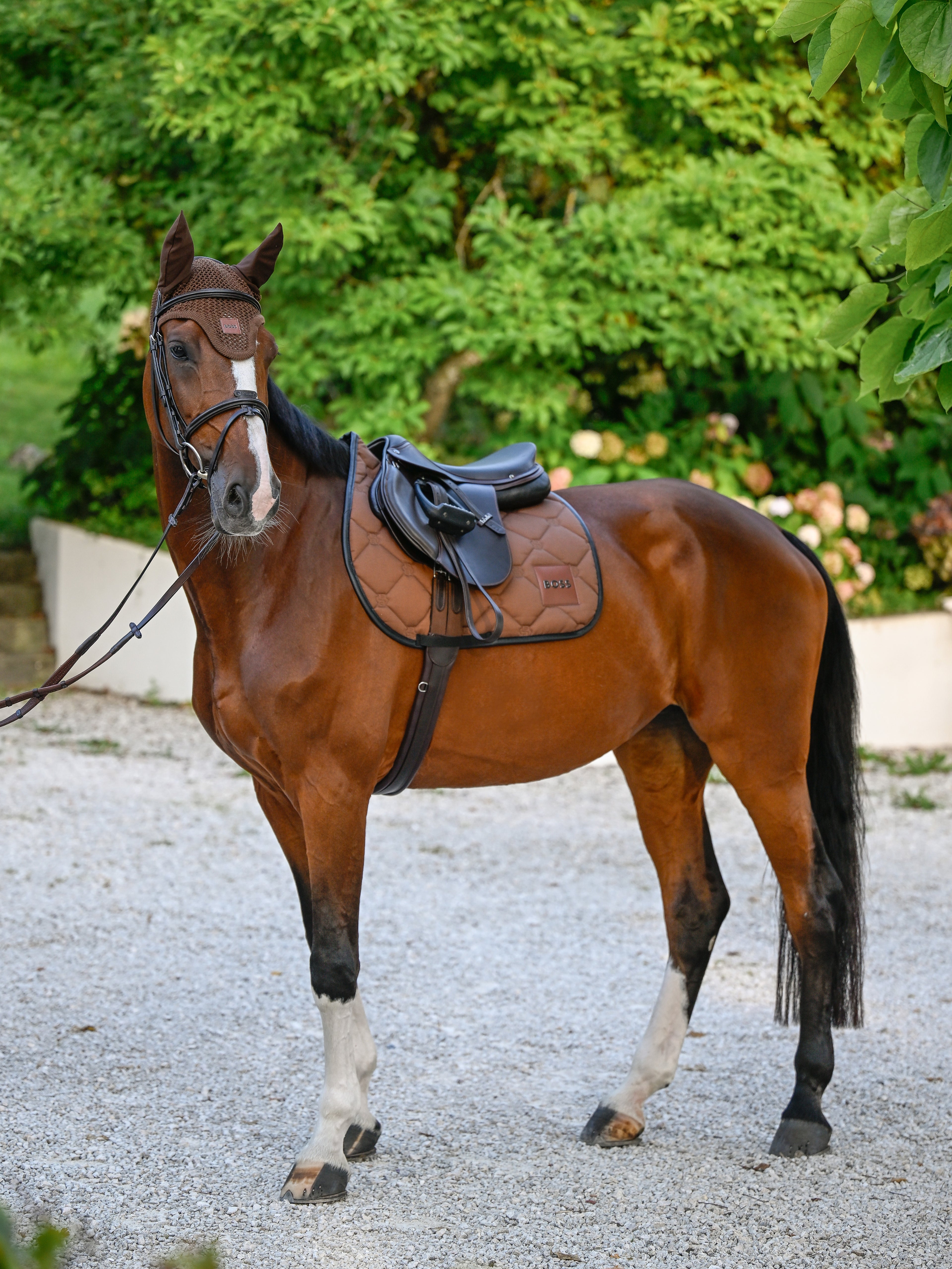 Tapis de selle Cappuccino Mixte - Boss Equestrian