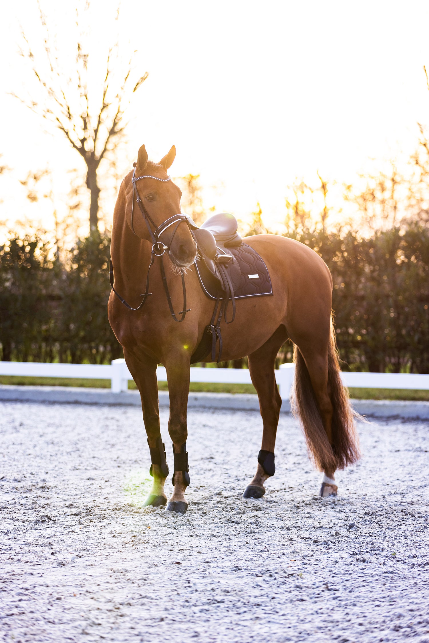 Guetres Lovely - IMPERIAL RIDING