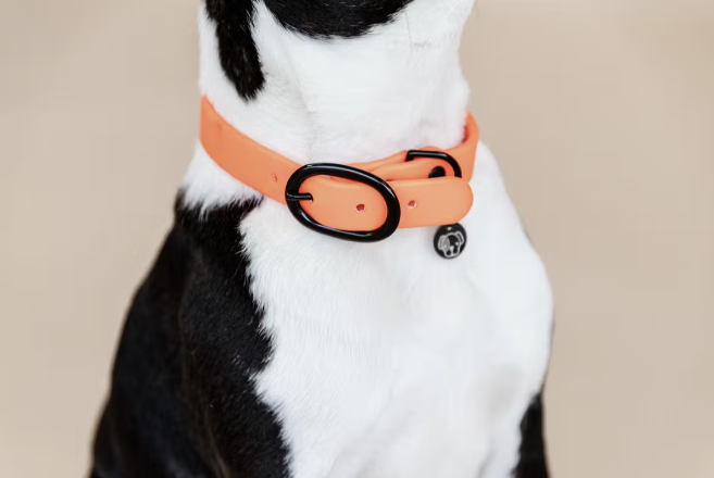 Collier pour chien Soft Rubber - Kentucky