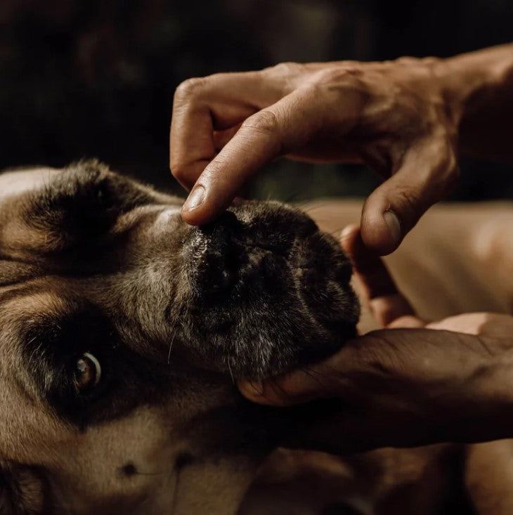 Baume pour la truffe chien - NELLUMBO