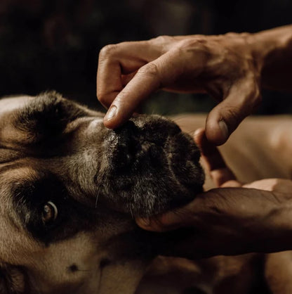 Baume pour la truffe chien - NELLUMBO