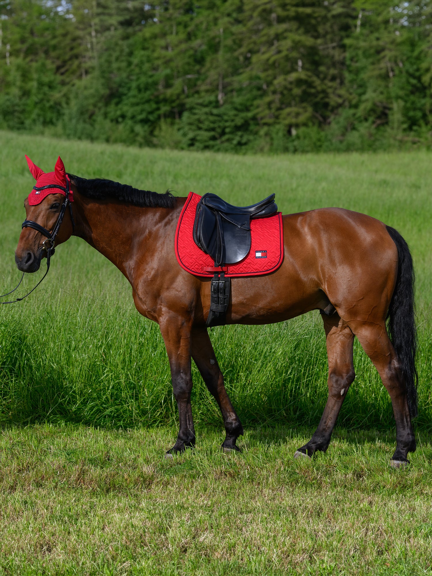 Tapis de selle Harvard  DRESSAGE - TOMMY HILFIGER