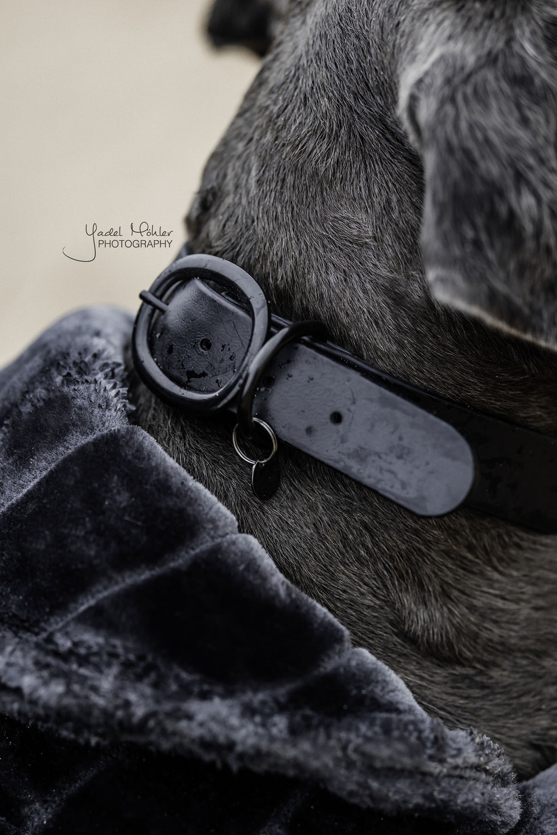 Collier pour chien Soft Rubber - Kentucky