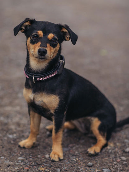 Collier de chien All in Pink - Equestrian Stockholm