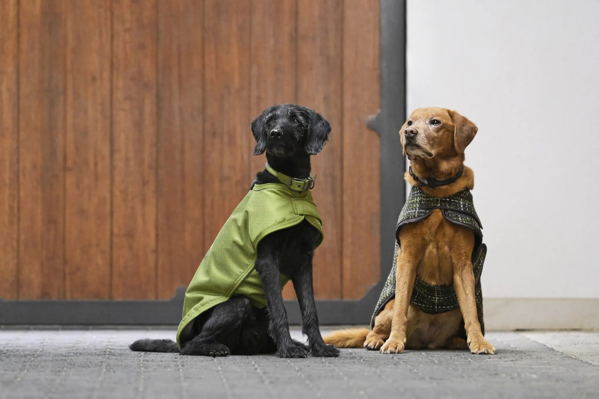 Couverture chien Bouclé PLATINUM 2024 - Eskadron