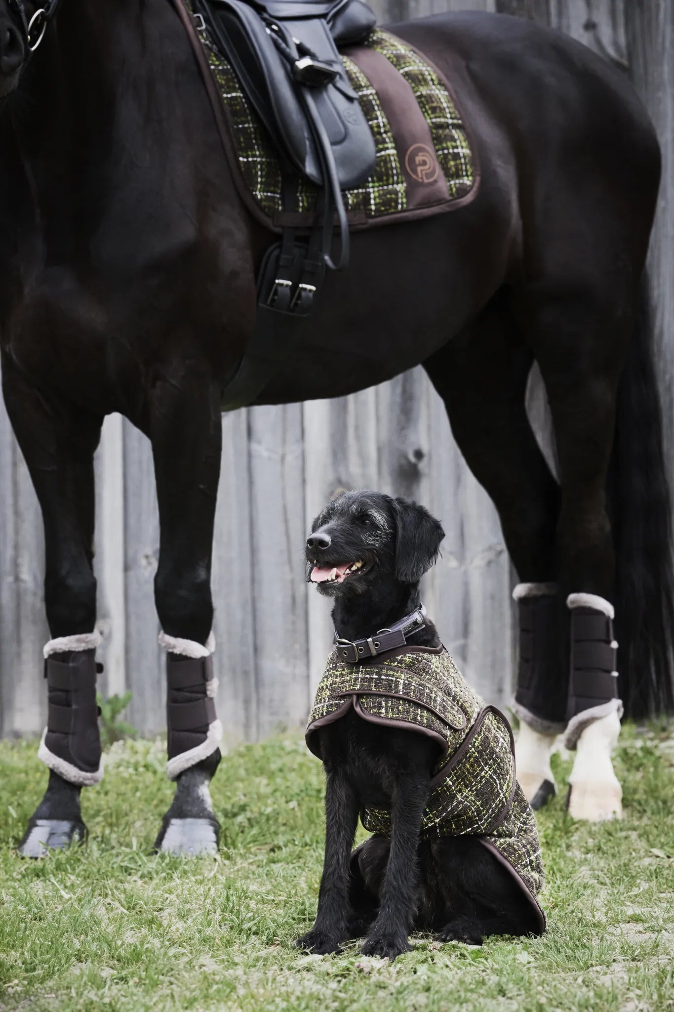 Couverture chien Bouclé PLATINUM 2024 - Eskadron