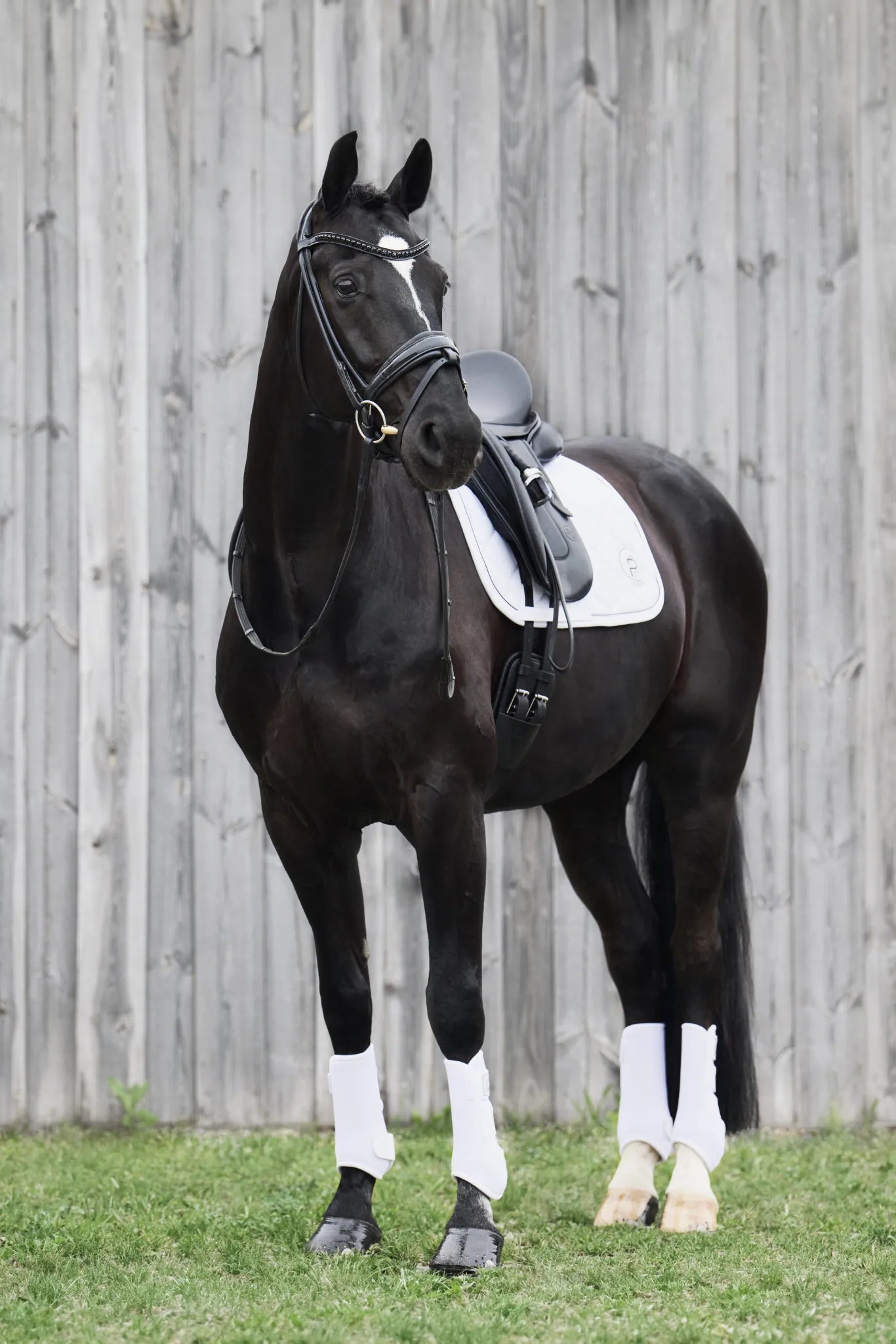 Guêtres Pro Dressage Avant PLATINUM 2024 - Eskadron