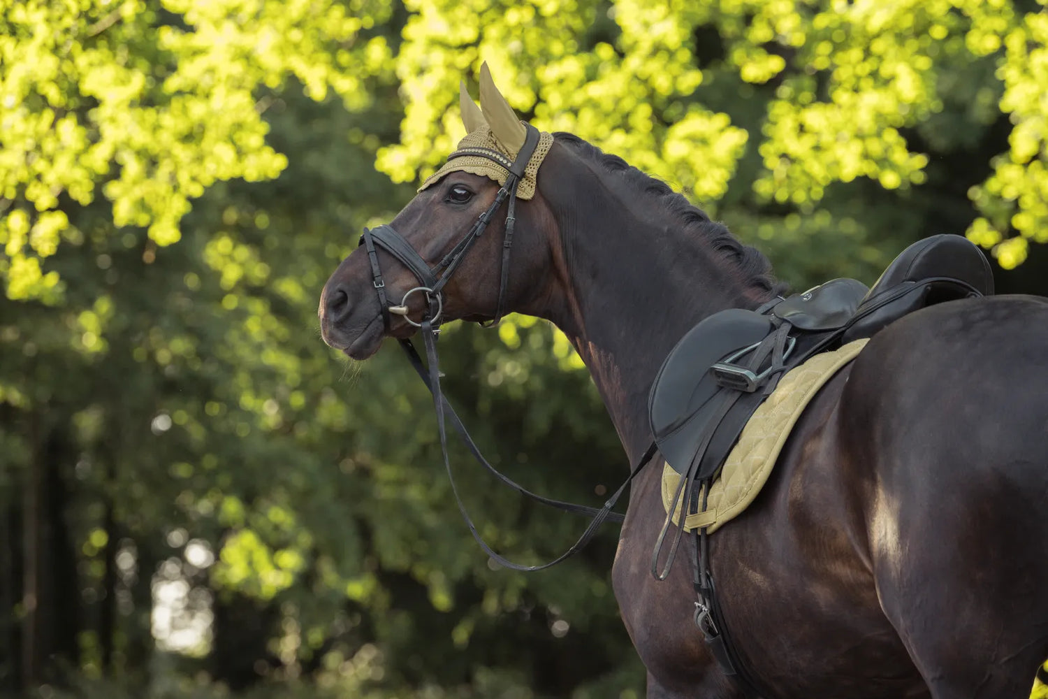 Tapis de selle BOUCLE EMBLEM Dressage Heritage 2025 - Eskadron