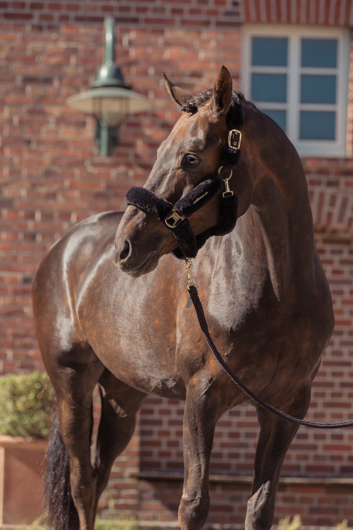 Licol complet Faux Fur Heritage 2025 - Eskadron